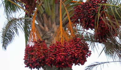 Anteil von zertifiziertem Palmöl nimmt erneut zu