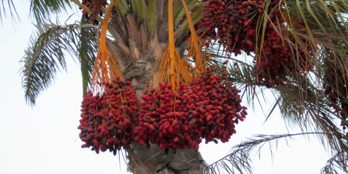 Palmöl-Check 2015: Intransparenz – aber auch Fortschritt