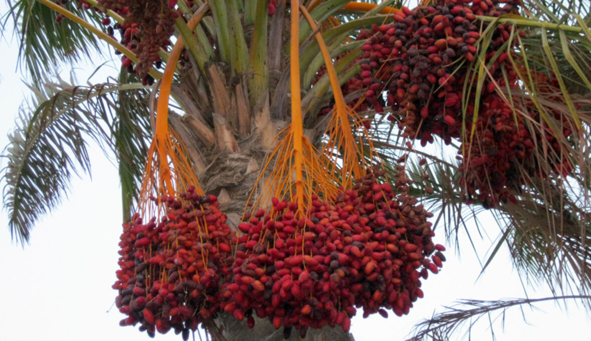 Preisverfall treibt Palmöl-Exporteure in den Ruin