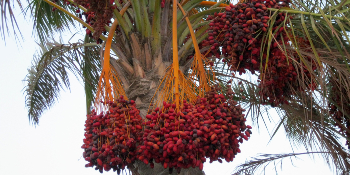 Preisverfall treibt Palmöl-Exporteure in den Ruin