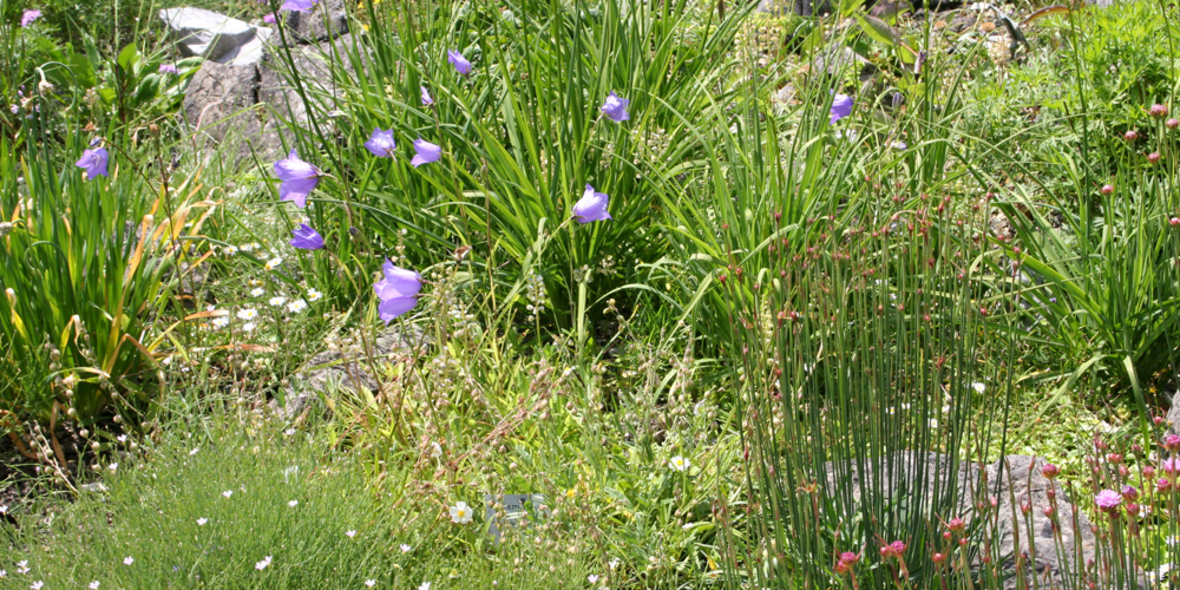 Gendatenbank sammelt Wissen über Wildpflanzen