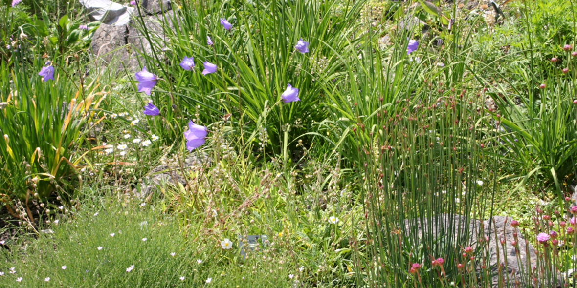 Bodenfeuchte könnte Grünland stark beeinträchtigen