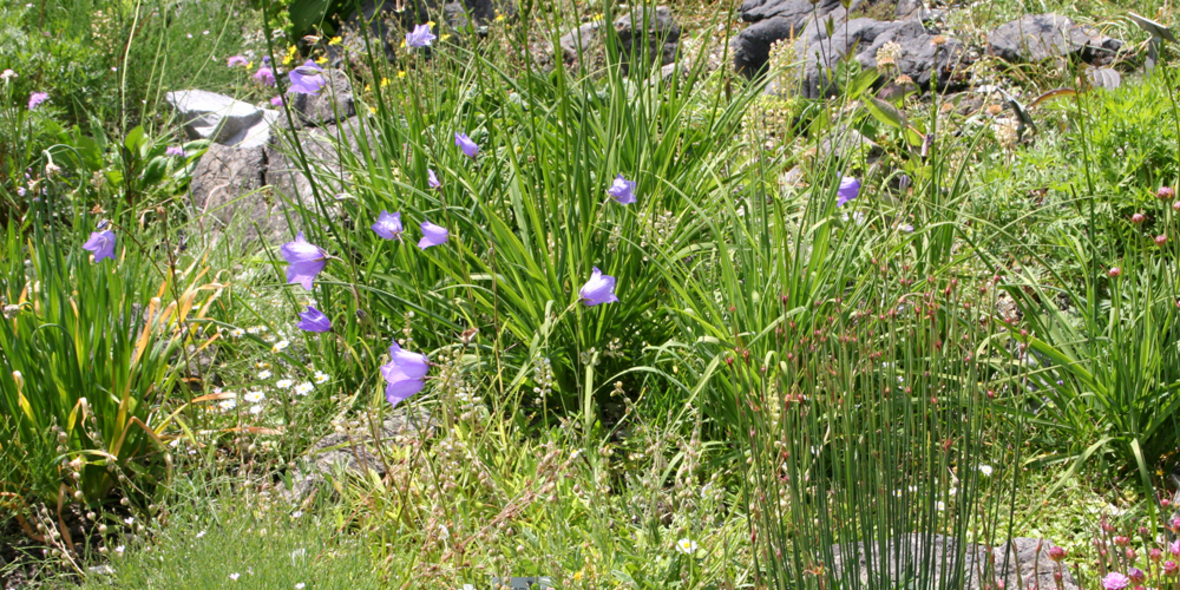 Muss es immer Chemie sein? Ein Blick auf die Heilmittel aus der Natur