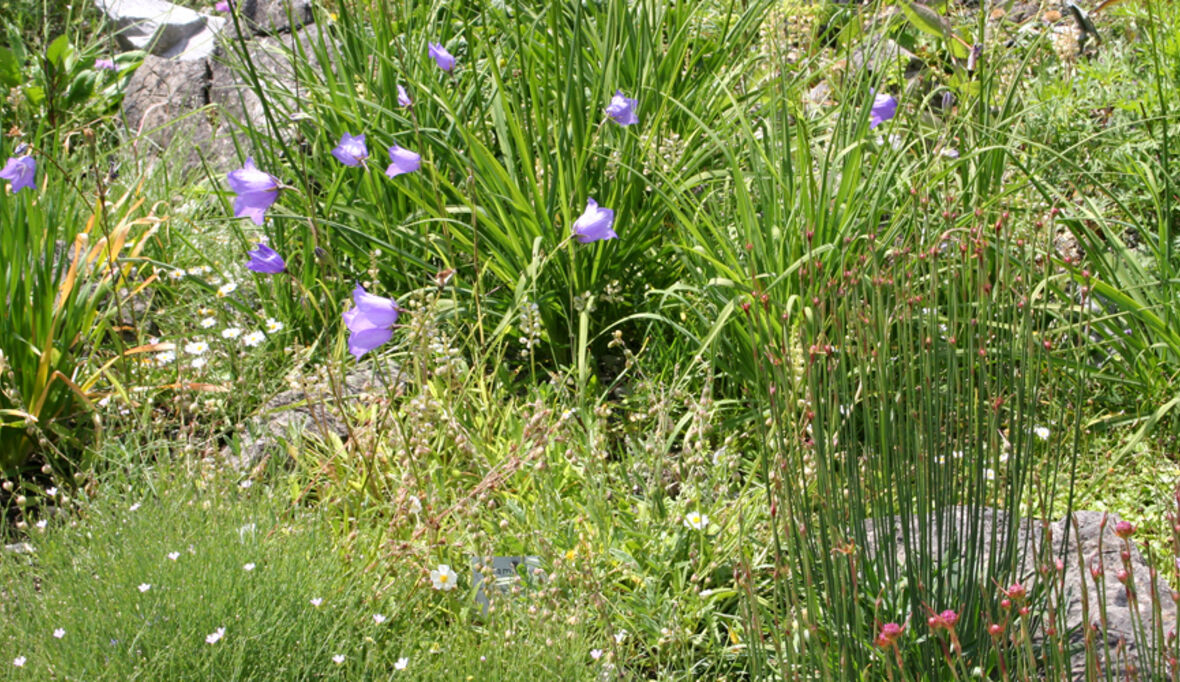 Bodenfeuchte könnte Grünland stark beeinträchtigen