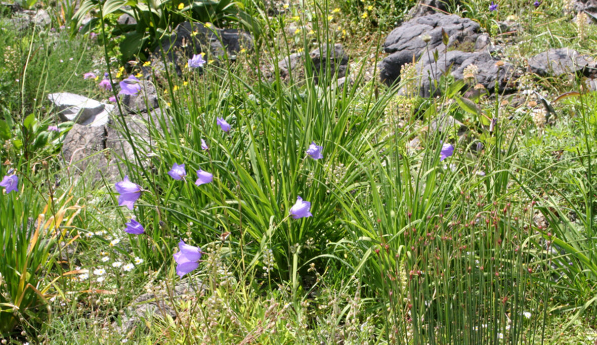 Tipps zum nachhaltigen Gärtnern