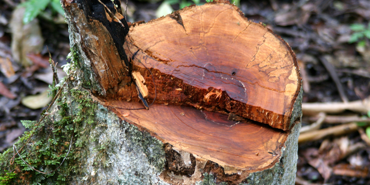 Wie nachhaltig sind grüne Waldinvestments?