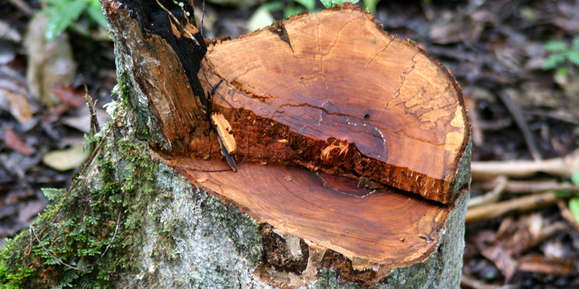 EU-Entwaldungsverordnung: Weniger als 180 Tage zur Umsetzung 