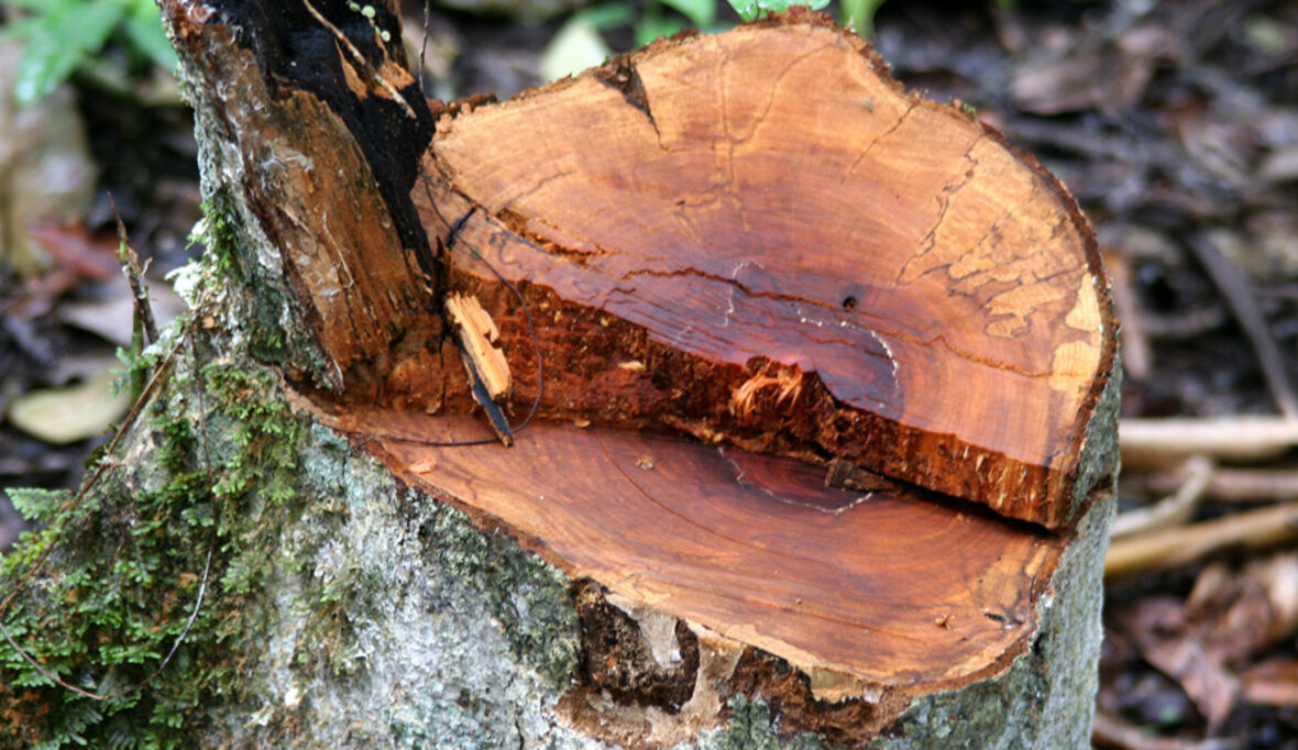 EU-Entwaldungsverordnung: Weniger als 180 Tage zur Umsetzung 