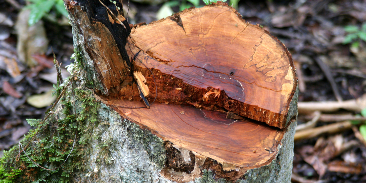 FSC-zertifiziertes Holz aus Deutschland ist gefragt
