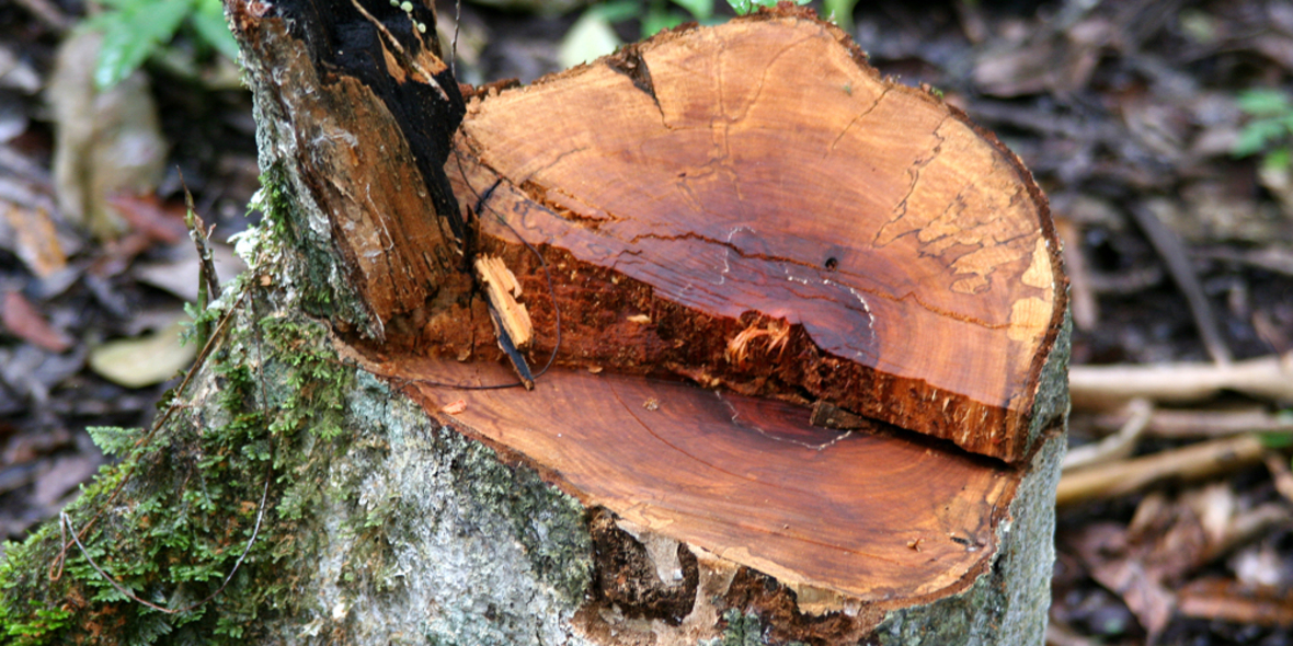 Neue Forschungsmittel für internationale Waldprojekte