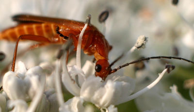 Insektensterben: Daten fehlen