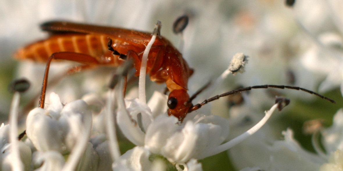 Insekten: Ekel Food oder Nahrung der Zukunft?