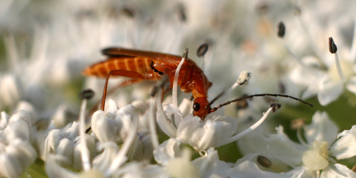 Aktualisierter Leitfaden „EMAS und Biodiversität“
