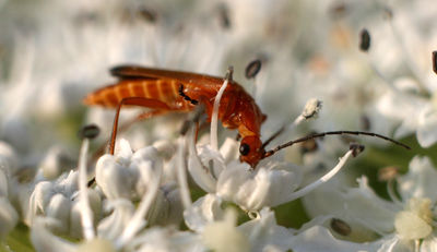 Internationale Tagung zum Insektenrückgang