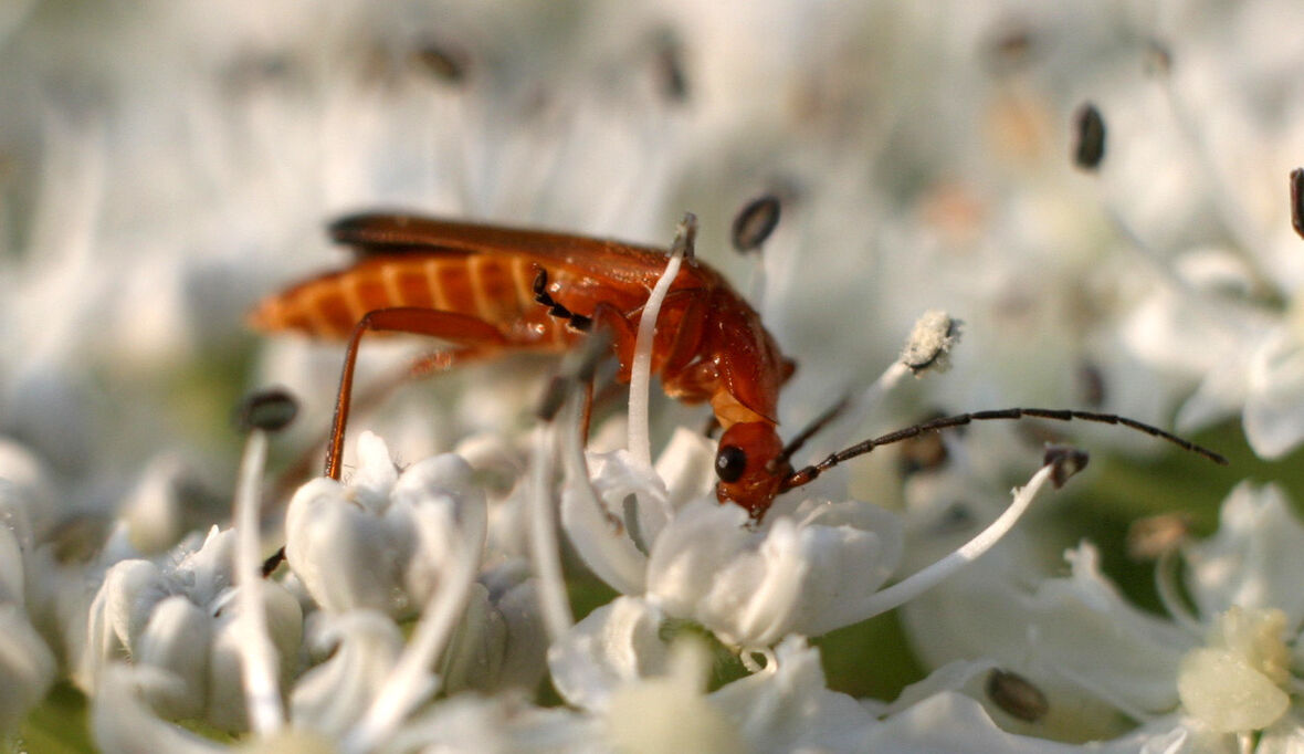 Mehr als ein Viertel der Insekten-Arten bestandsgefährdet