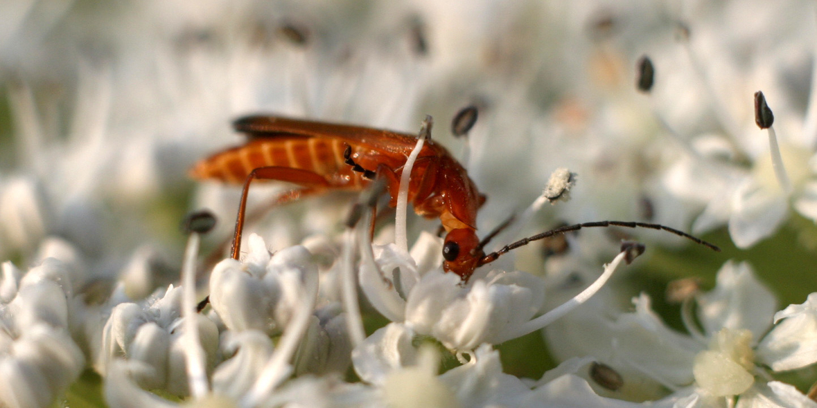 Mehr als ein Viertel der Insekten-Arten bestandsgefährdet