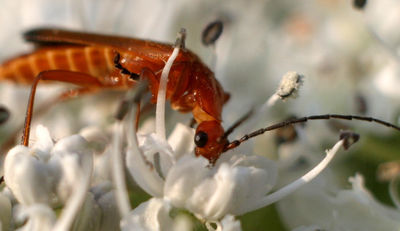 Insekten: Ekel Food oder Nahrung der Zukunft?