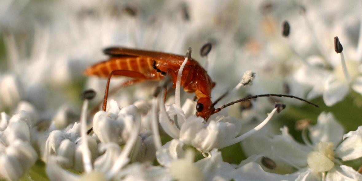 Internationale Tagung zum Insektenrückgang