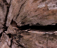 Europas Waldschutz im Krisenmodus: Entwaldungsverordnung erneut verschoben