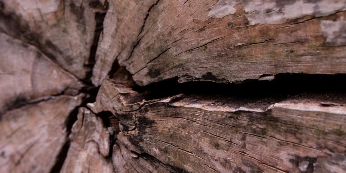 Neues Netzwerk bündelt deutsche Holzforschung für Klimaschutz und Bioökonomie