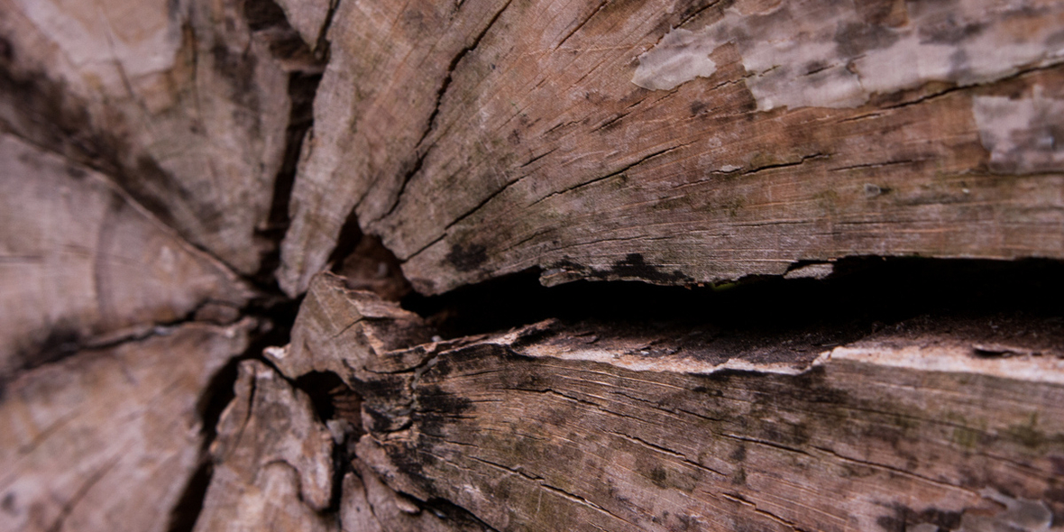 Dichtes Holz – Wie unterschiedlich Bäume wachsen
