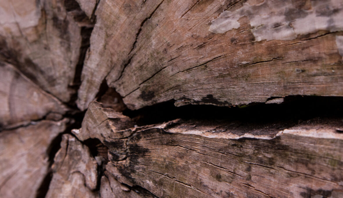 Dichtes Holz – Wie unterschiedlich Bäume wachsen