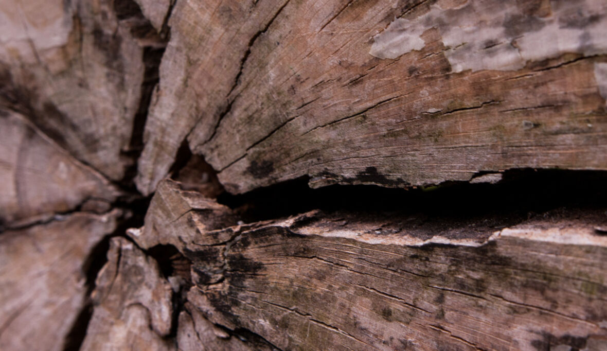 Europas Waldschutz im Krisenmodus: Entwaldungsverordnung erneut verschoben