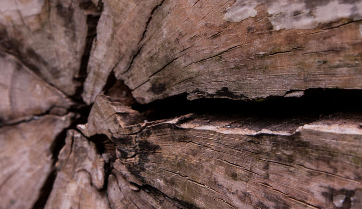 Neues Netzwerk bündelt deutsche Holzforschung für Klimaschutz und Bioökonomie