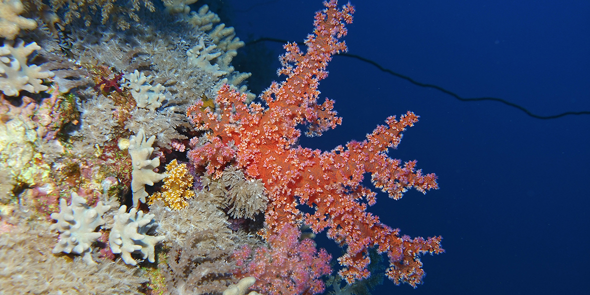 Neue Ansätze zum Schutz von Korallen und Artenvielfalt