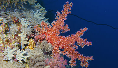 „Innovareef“ bewahrt Korallenriffe vor Tod