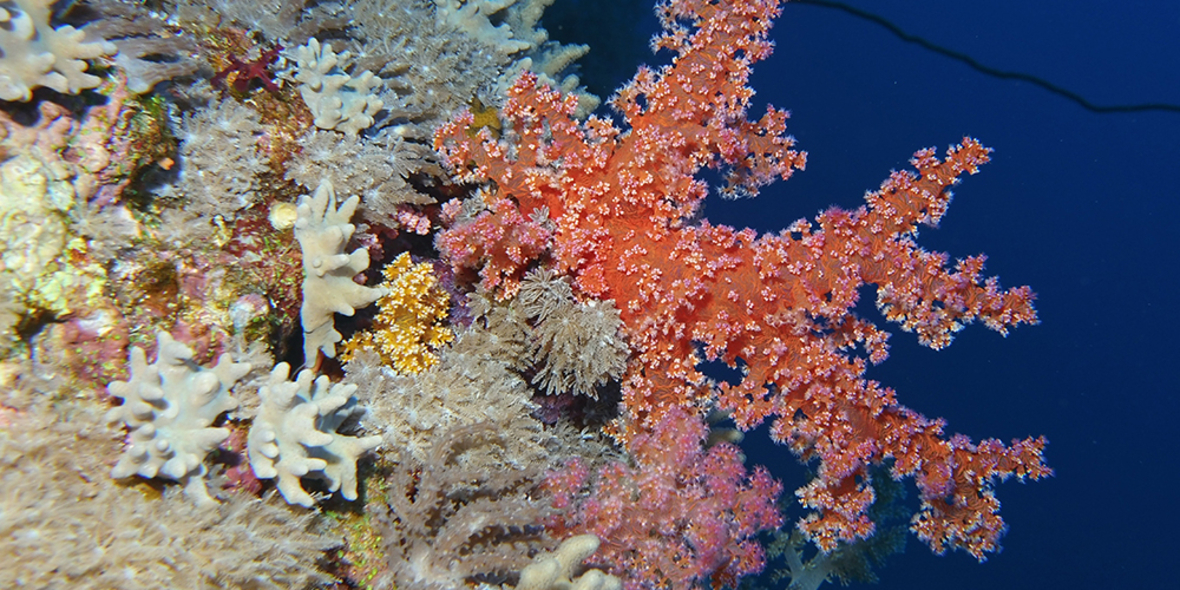 Klima-Schnelltest für Korallen gefördert