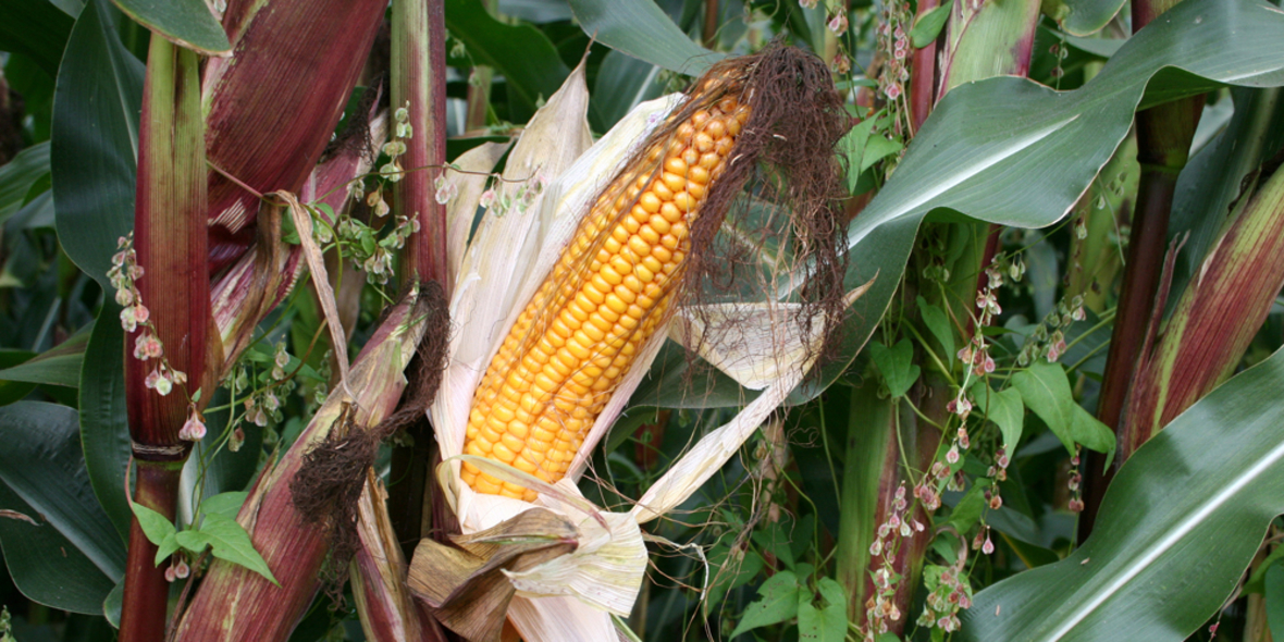 Gentechnisch veränderte Pflanzen beschleunigen den Biodiversitätsverlust
