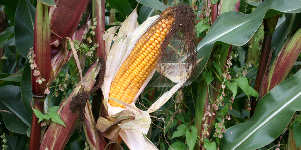 20 Prozent weniger Mais durch Klimawandel