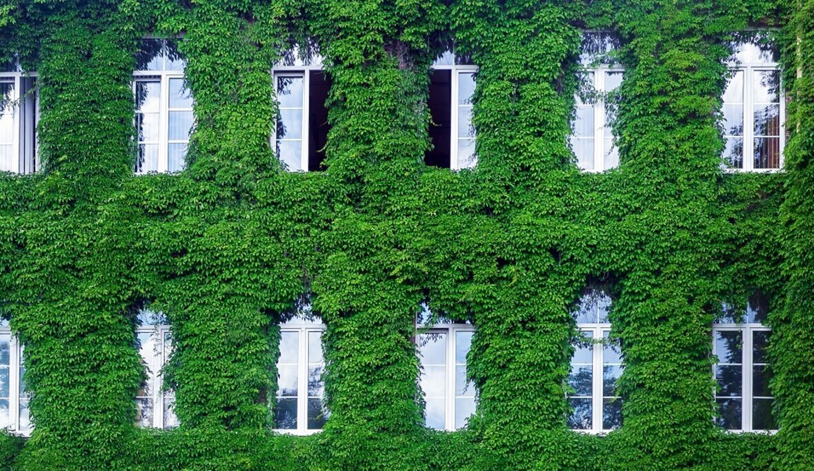 Grün fürs Eigenheim