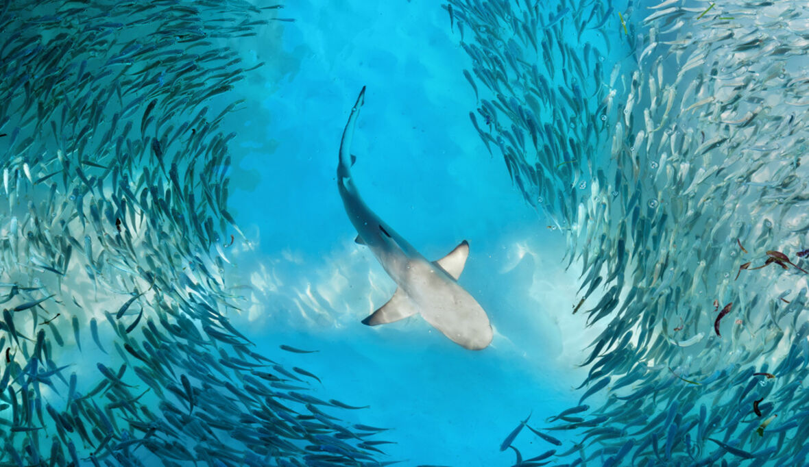 Junge Haiarten sterben häufiger aus als alte