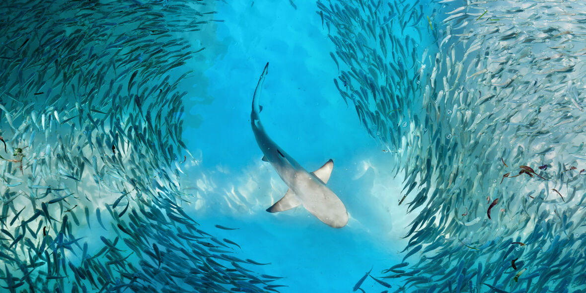 UN-Hochseeschutzabkommen: Meilenstein für marine Biodiversität