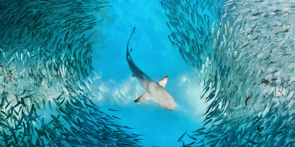 Junge Haiarten sterben häufiger aus als alte