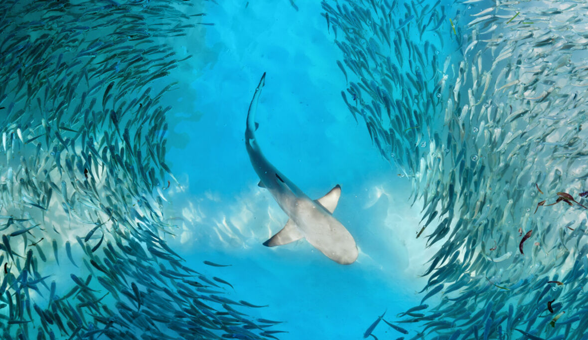 UN-Hochseeschutzabkommen: Meilenstein für marine Biodiversität