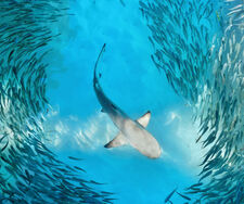 UN-Hochseeschutzabkommen: Meilenstein für marine Biodiversität