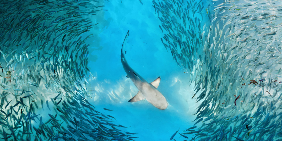 UN-Hochseeschutzabkommen: Meilenstein für marine Biodiversität