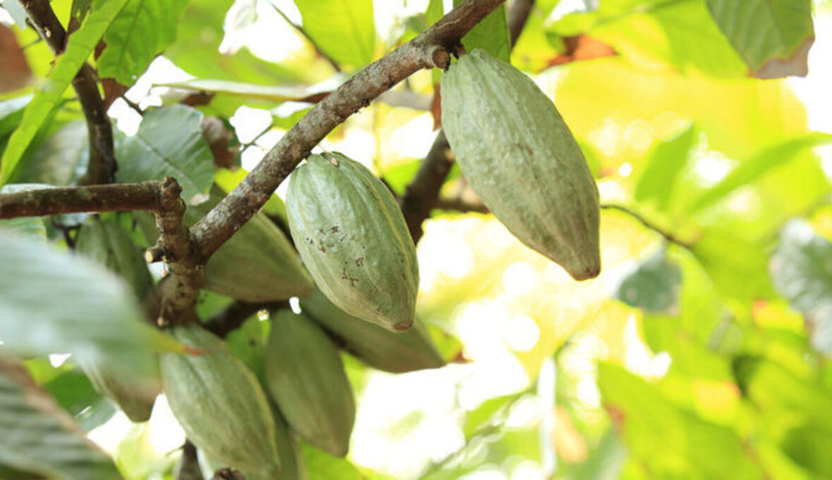 Fairtrade-Kakao verzeichnet Absatzplus 