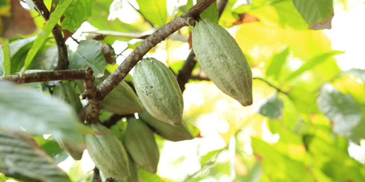 Fairtrade-Kakao verzeichnet Absatzplus 