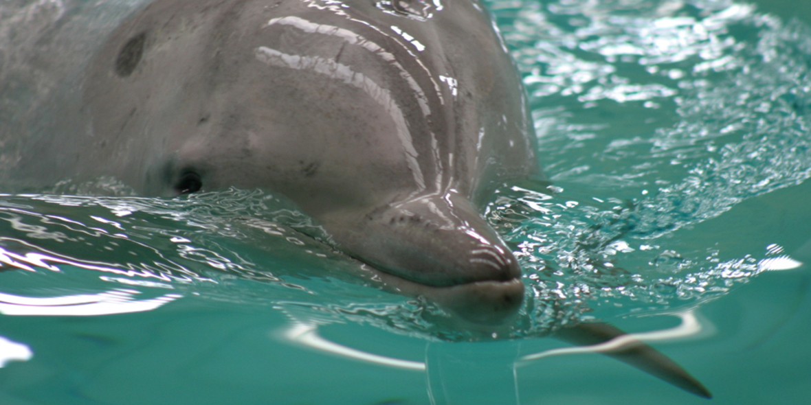 Delfinquälerei: Thomas Cook ignoriert Tierschützer 