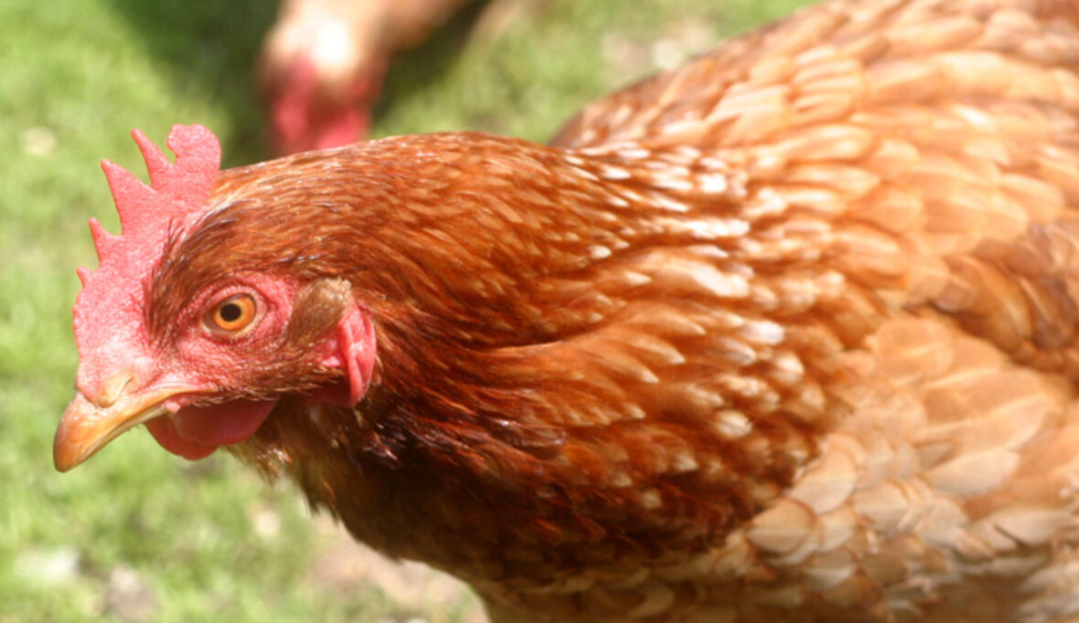 Der Applaus für unsere (Oster-) Eier gebührt den Hennen