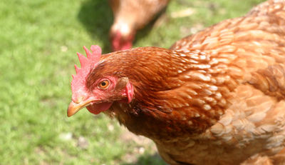 Hühnerzucht: umdenken statt aussortieren