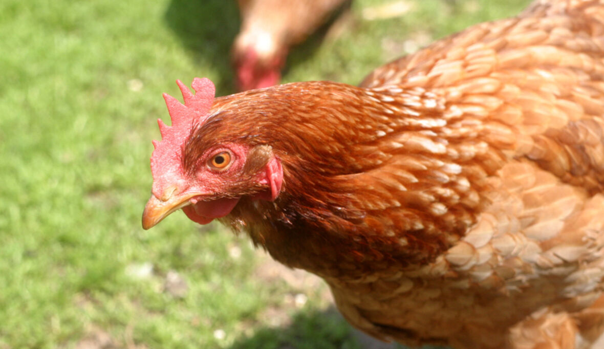 Hühnerfedern machen Brennstoffzellen billig