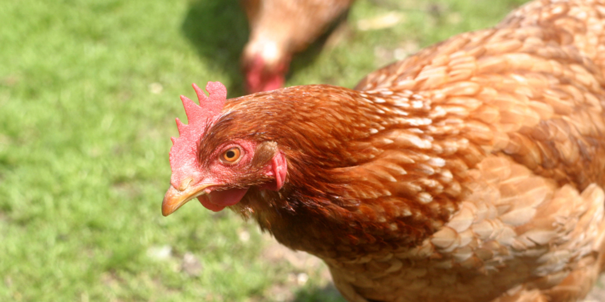 Digitale Ampel zeigt Geflügelpest-Risiko