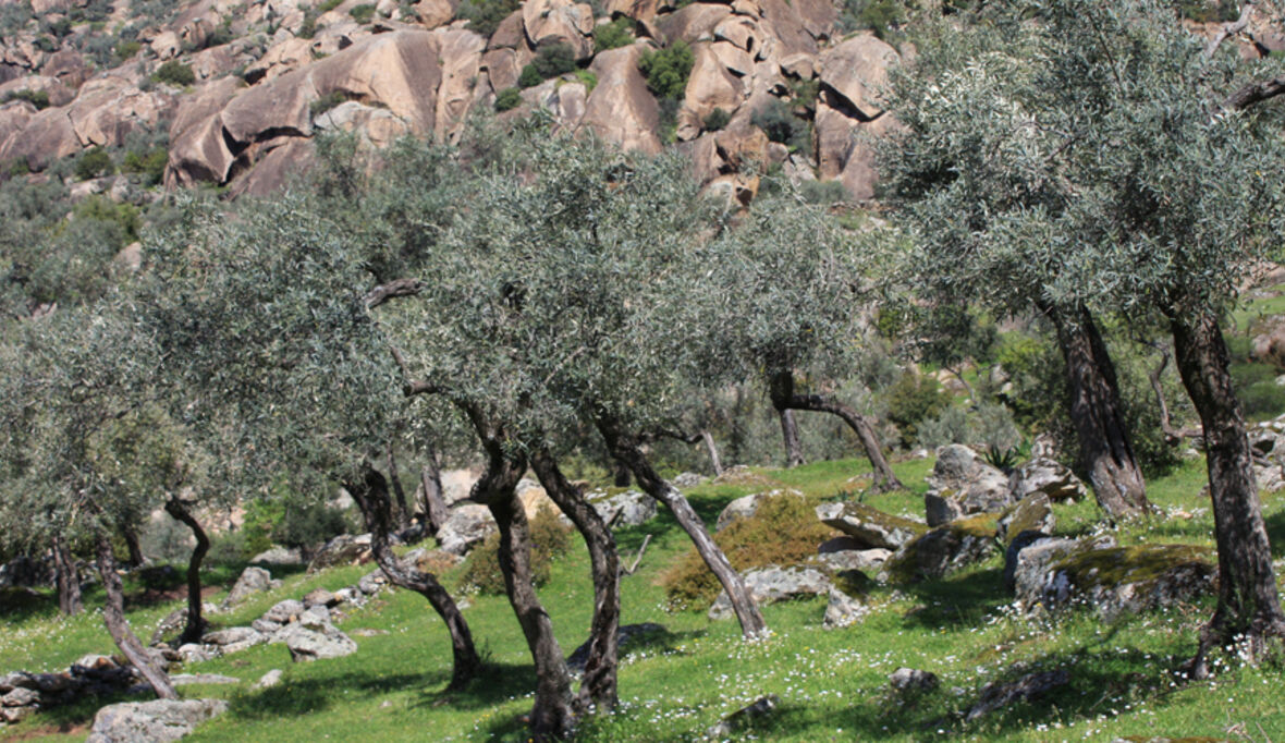 Seuchenalarm: Bakterium bedroht Olivenernte