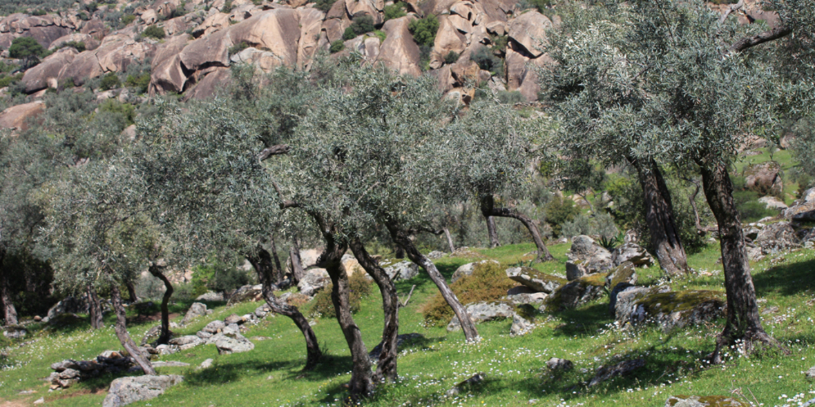 Olivenöl-Schummel: Ungereimtheiten bei Qualität und Herkunft