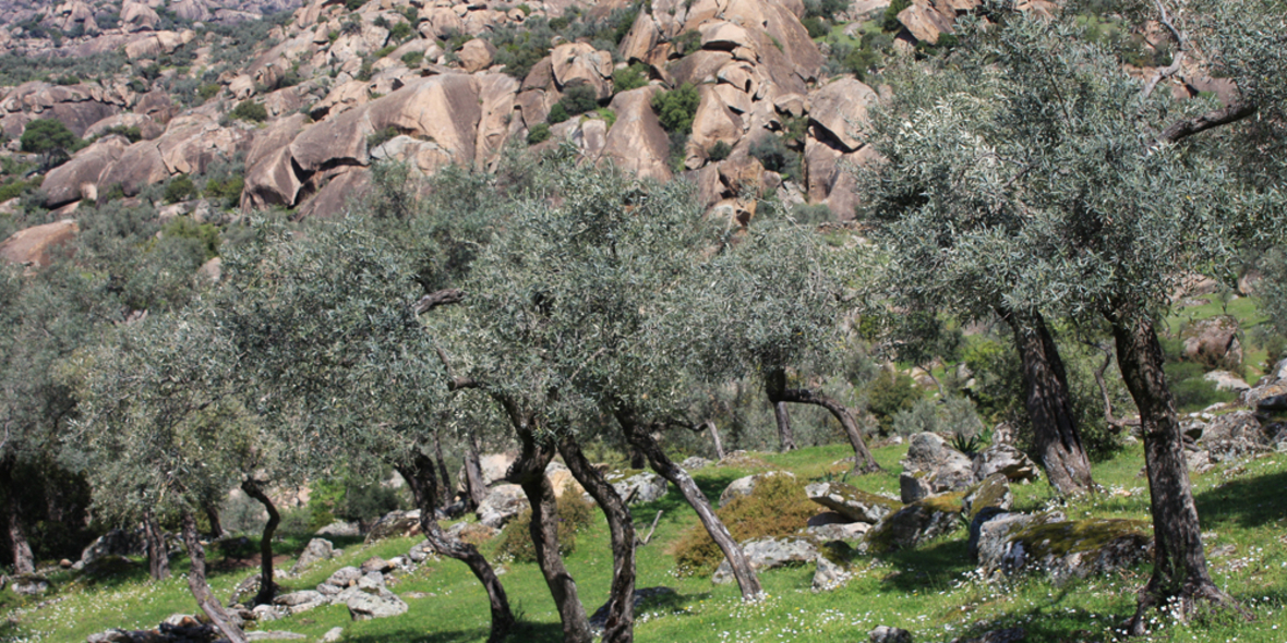 Mittelmeerraum trocknet aus